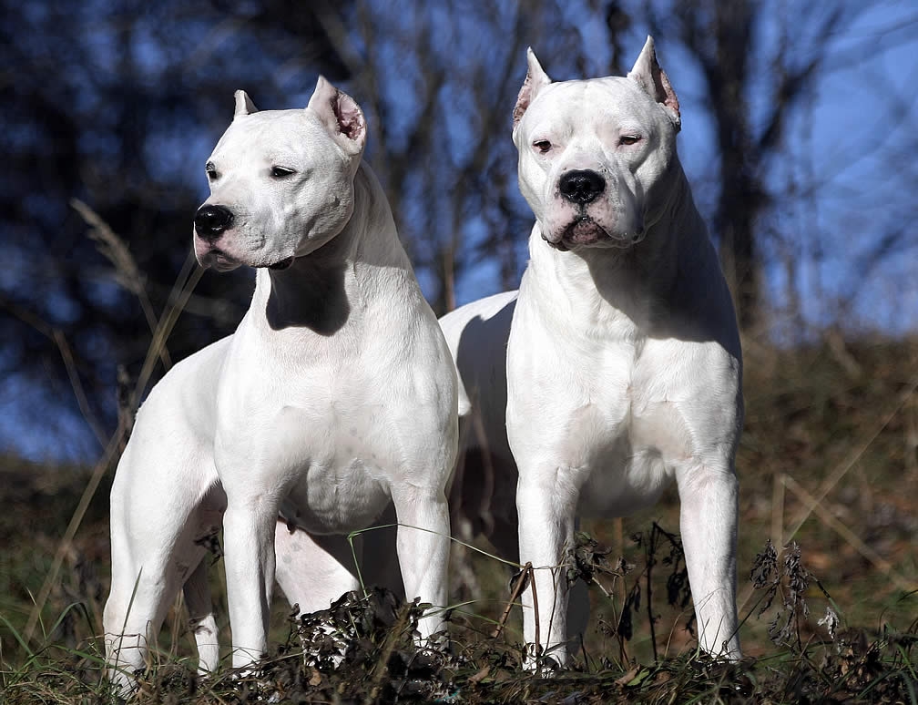 dogo-argentino3.jpg