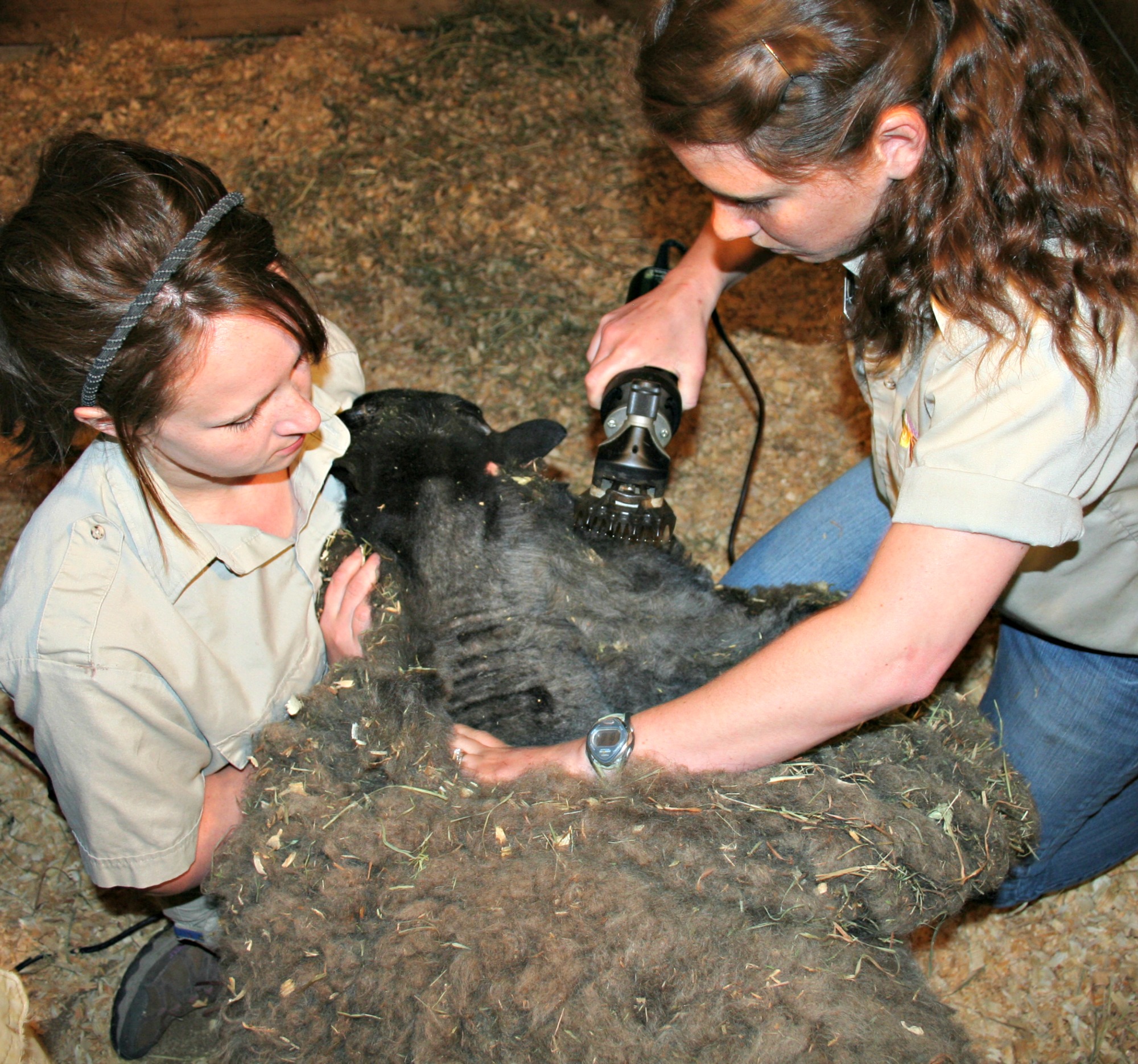 Sheep-Shearing-2013.jpg