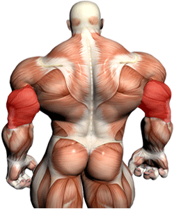exercises-triceps.gif