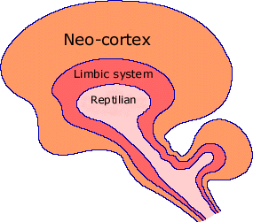 Brain-Triune_2.gif