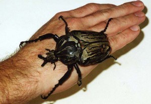 goliath-beetle-300x208.jpg