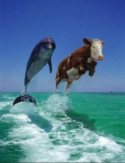 Mucca_e_delfino_nuotano_affiancati.jpg