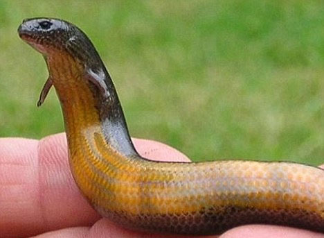 evolving-skinks.jpg