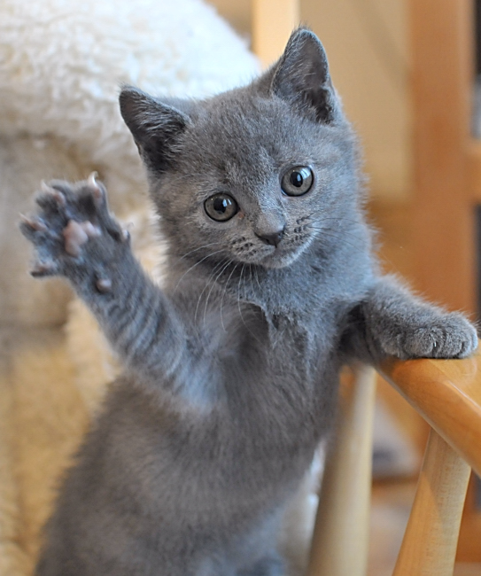 Chartreux%20Eartha%20KittDSC_5369.jpg