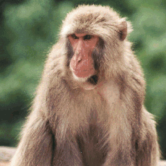 monky.gif
