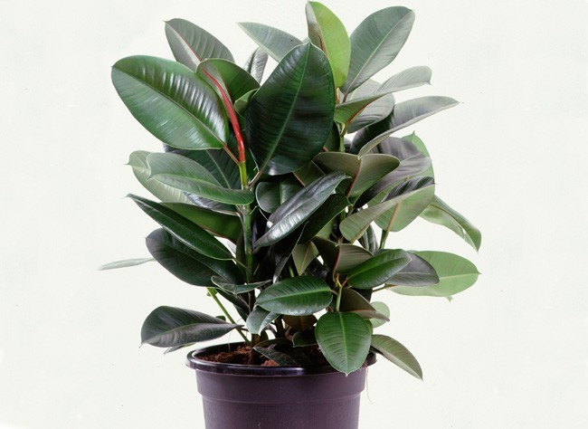 hortikultura.mk_ficus_elastica_2.jpg