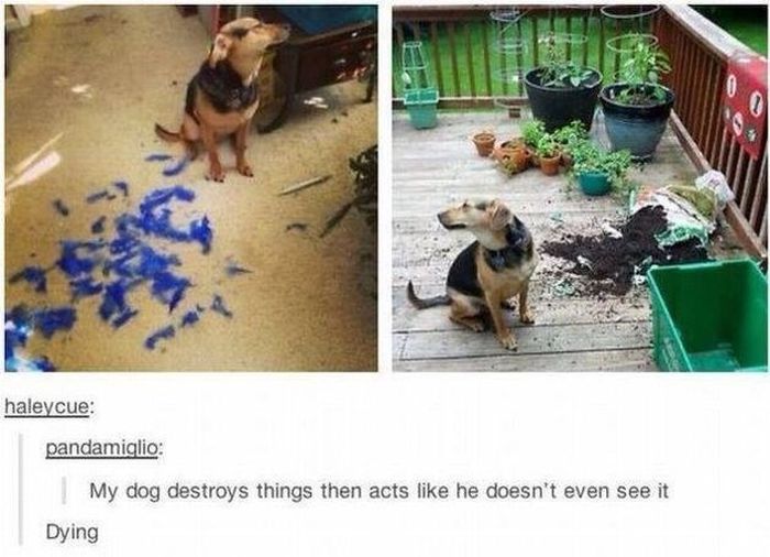 greatest_tumblr_moment_30.jpg