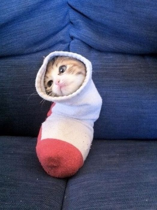great_moments_in_the_history_of_cute_23.jpg