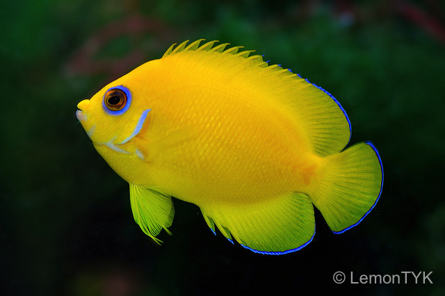 reefbuilders.com