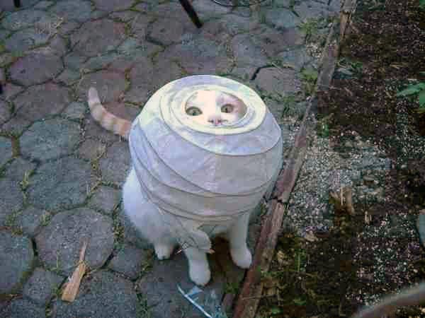 1443-silly-cat.jpg