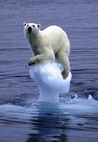 global-warming-lonely-polar-bear.gif
