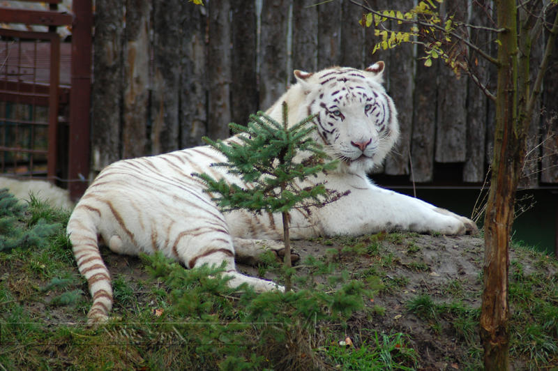 The_Tiger_and_the_Tree_by_Wild_Soul.jpg