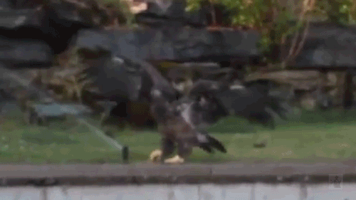 daily_gifdump_711_28.gif