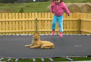 komsijata.gif