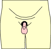 scsi.gif