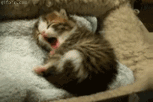 1279705271_sleepy-kitten.gif