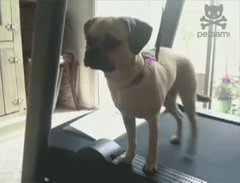 f6c3ae0a2ba6fc9300c44ed1b5c88050.gif