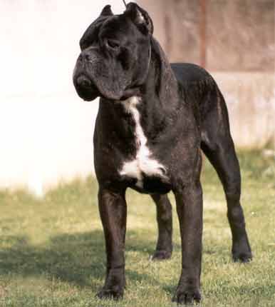 razas_ppal_cane%20corso_cane-corso%201.jpg