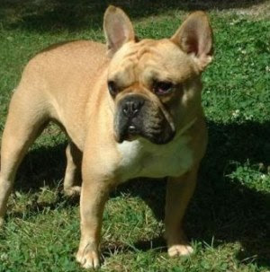 french+bulldog1.jpg