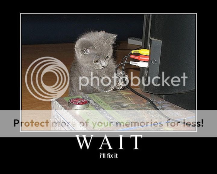 funny-pictures-of-cats-dot-info-011.jpg