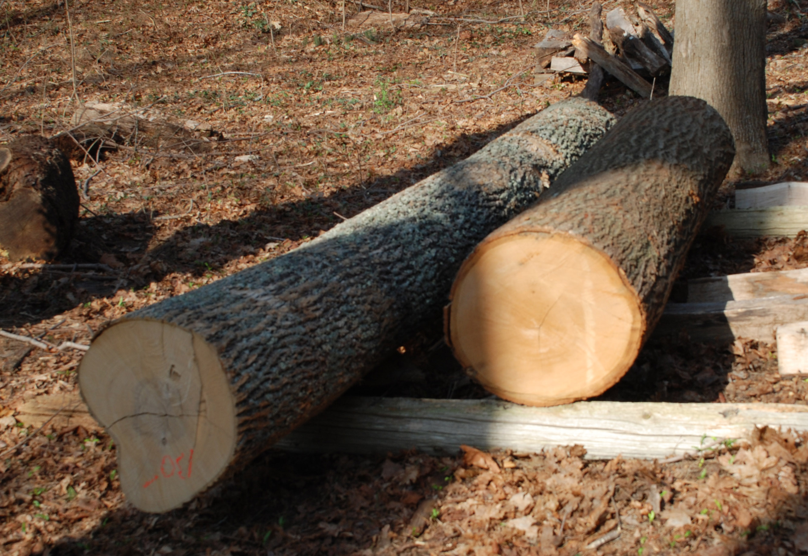 ash-oak-logs-2010.jpg