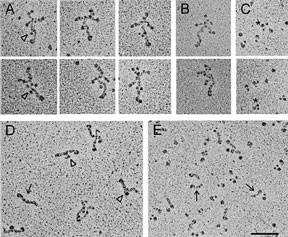 laminin.jpg