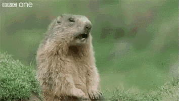 3eb8db54af32f7dcaa1b9777da1847a7.gif