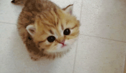 tumblr_lzlamyQtBP1r6b7kmo1_250.gif