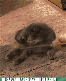 91vqf.gif