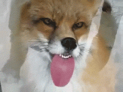 IdSTA.gif