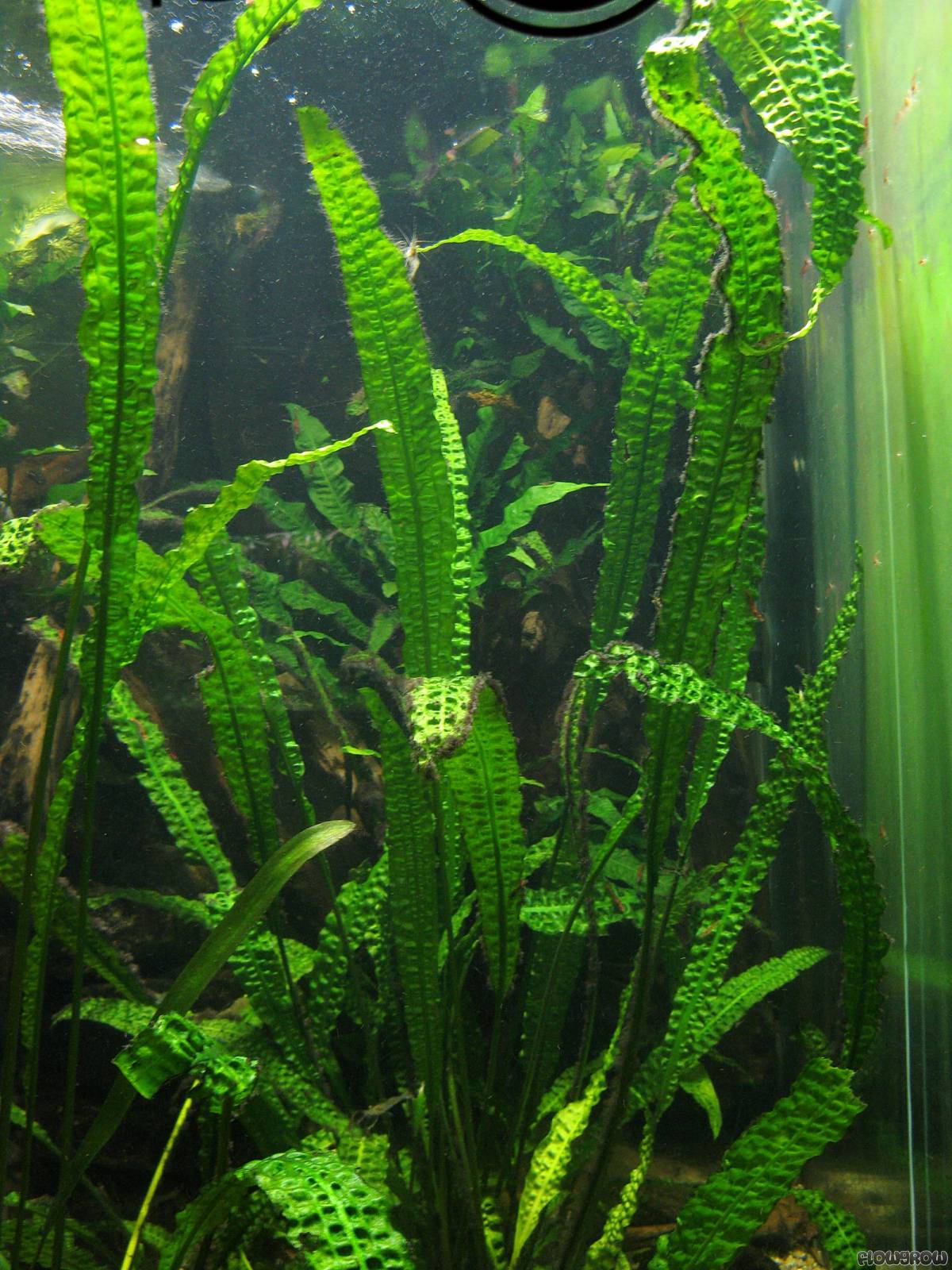 cryptocoryne-aponogetifolia-4f7a02b229817.jpg