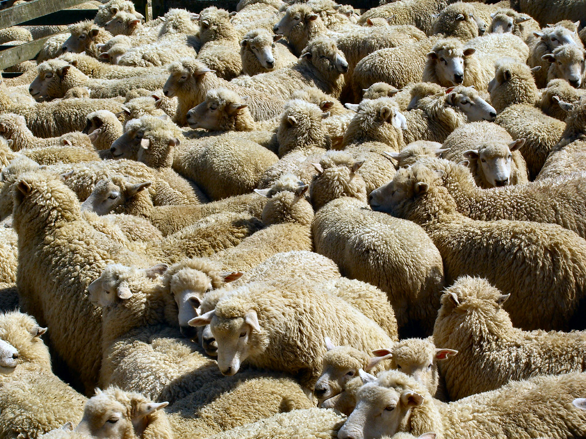 sheeps.jpg