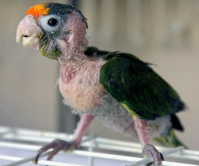 Parrot+Straddle.jpg
