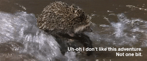 gifmovie-hedgie.gif