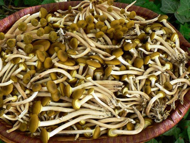 funghi_carlo1.jpg
