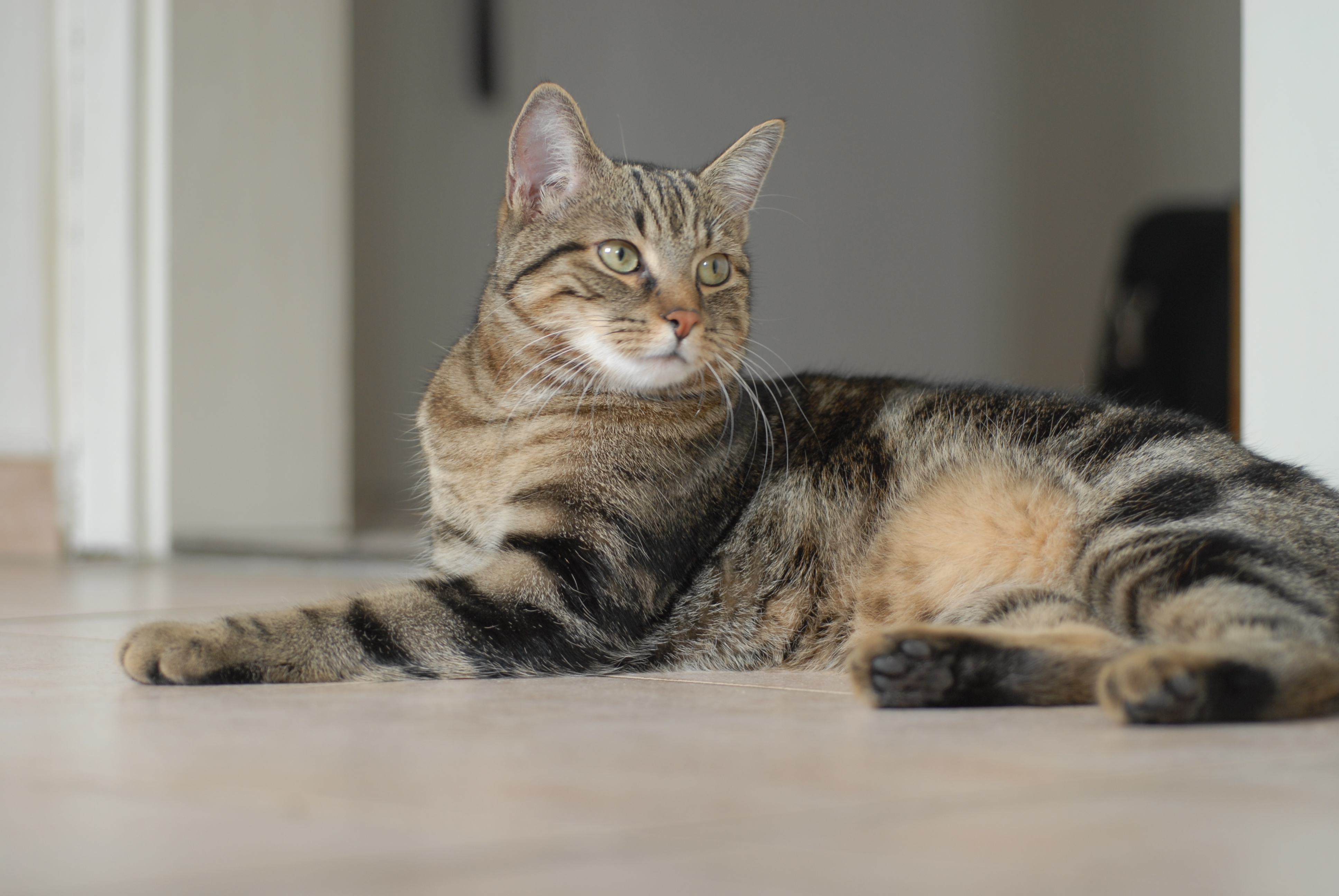European_shorthair_procumbent_Quincy.jpg