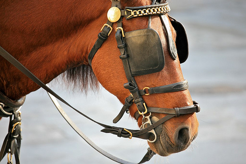 blinkers.jpg