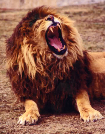 lionroar1.jpg