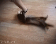 1237205361_spinning_the_ferret.gif