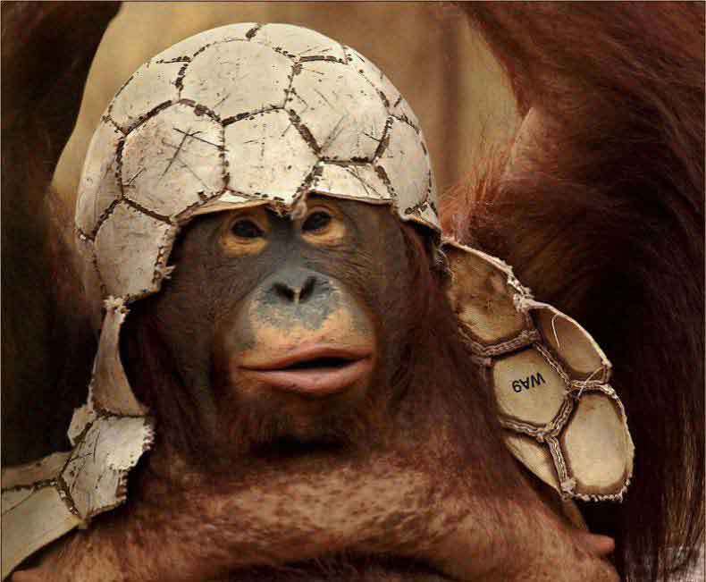 funny-monkey---.jpg