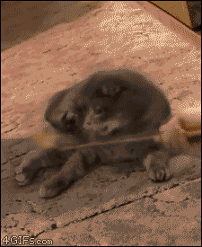 DbyJC.gif