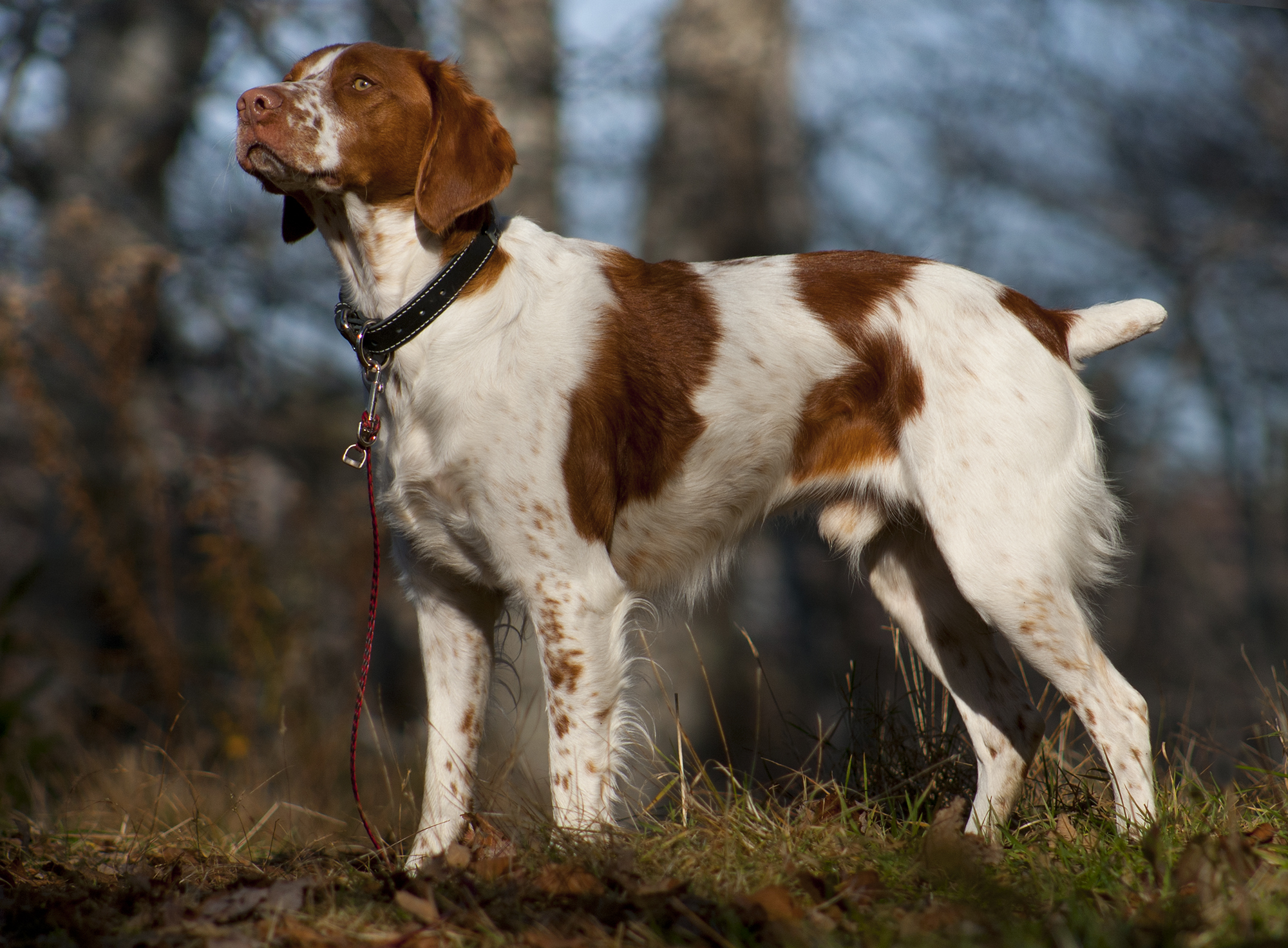 American_Brittany_standing.jpg