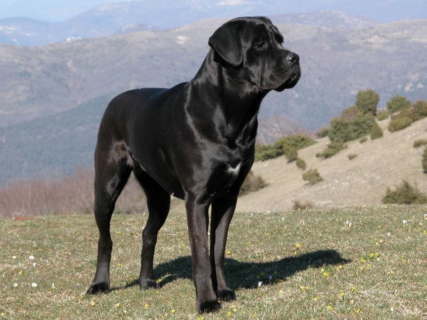 Cane_corso_temi_1_1024x768x24.png