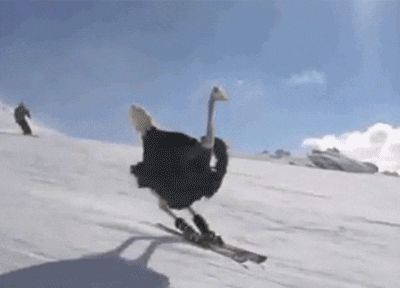 giphy.gif