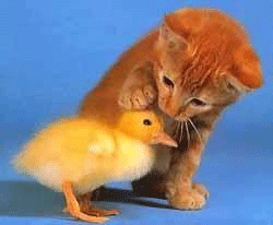 funnyanimal297.gif