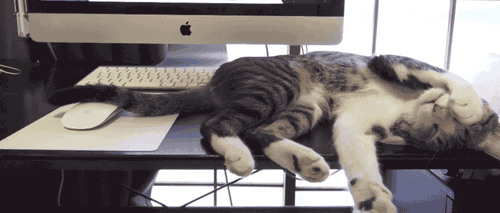 tumblr_n1zcupTjCu1tv1bhvo1_500.gif