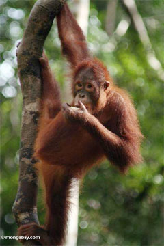 1023orangutan.jpg