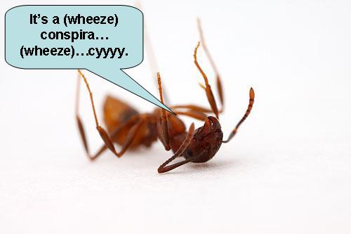 antwheeze.jpg