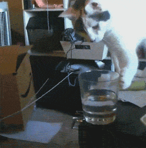 tumblr_n2f7mawRul1swpjkio1_400.gif