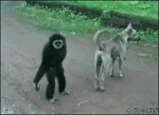 lnVM5.gif
